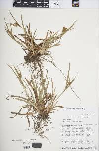 Carex glaucodea image