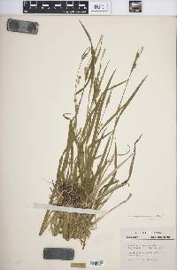 Carex gracilescens image