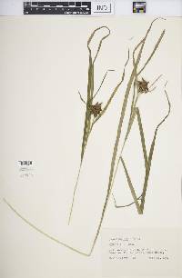 Carex grayi image