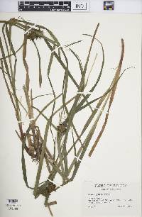 Carex grayi image