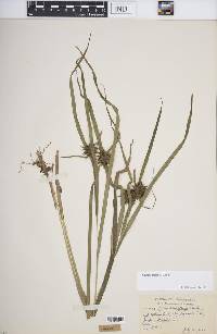 Carex grayi image