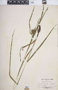 Carex grayi image