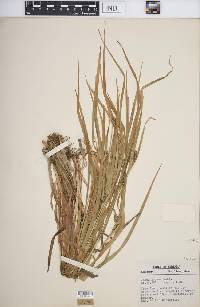 Carex grisea image