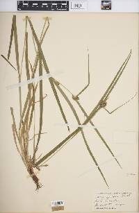 Carex grisea image