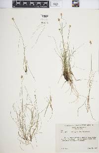 Carex gynocrates image