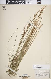 Carex haydenii image