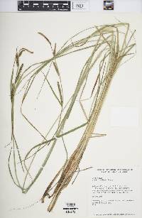 Carex haydenii image