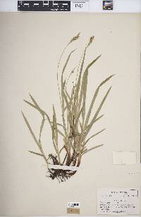 Carex hirtifolia image