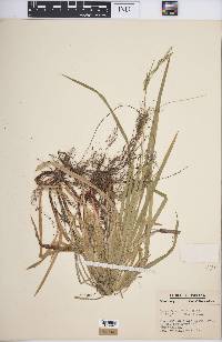 Carex hirtifolia image