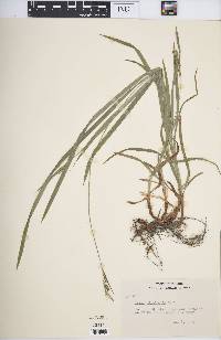 Carex hirtifolia image