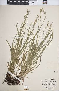 Carex hirtifolia image