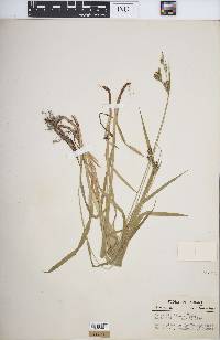 Carex hirtifolia image