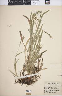 Carex hirtifolia image