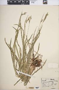 Carex hirtifolia image