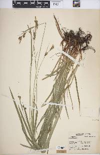 Carex hirtifolia image