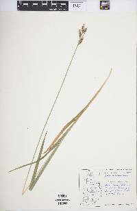 Carex hirtifolia image