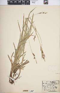 Carex hirtifolia image