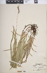 Carex hirtifolia image