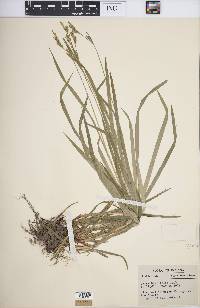 Carex hirtifolia image