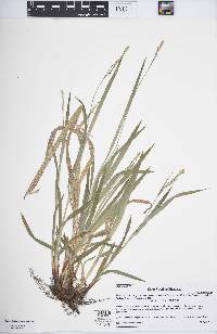 Carex hirtifolia image