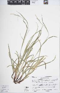 Carex hirtifolia image