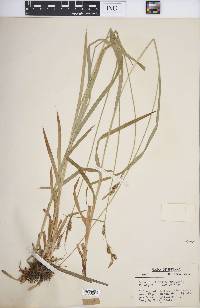 Carex hirtifolia image