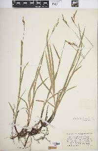 Carex hirtifolia image