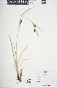 Carex houghtonii image