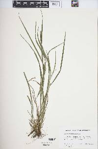 Carex hitchcockiana image