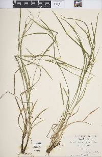 Carex hitchcockiana image