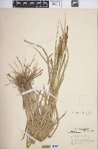 Carex hyalinolepis image