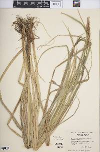 Carex hyalinolepis image