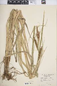 Carex hyalinolepis image