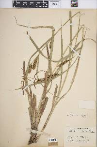 Carex hyalinolepis image