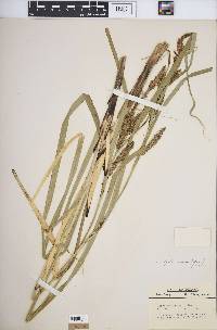 Carex hyalinolepis image