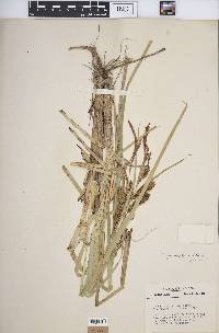 Carex hyalinolepis image