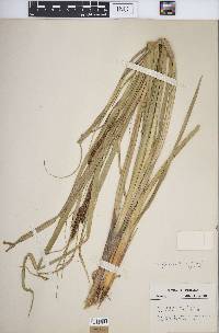 Carex hyalinolepis image