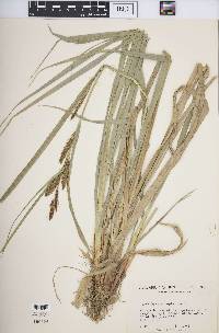 Carex hyalinolepis image