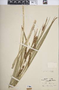 Carex hyalinolepis image