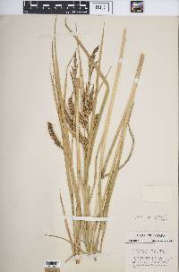 Carex hyalinolepis image