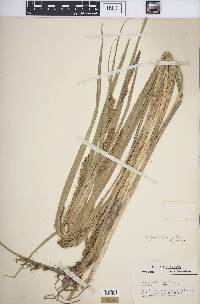 Carex hyalinolepis image