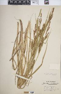 Carex hyalinolepis image