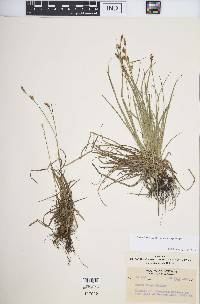 Carex inops subsp. inops image