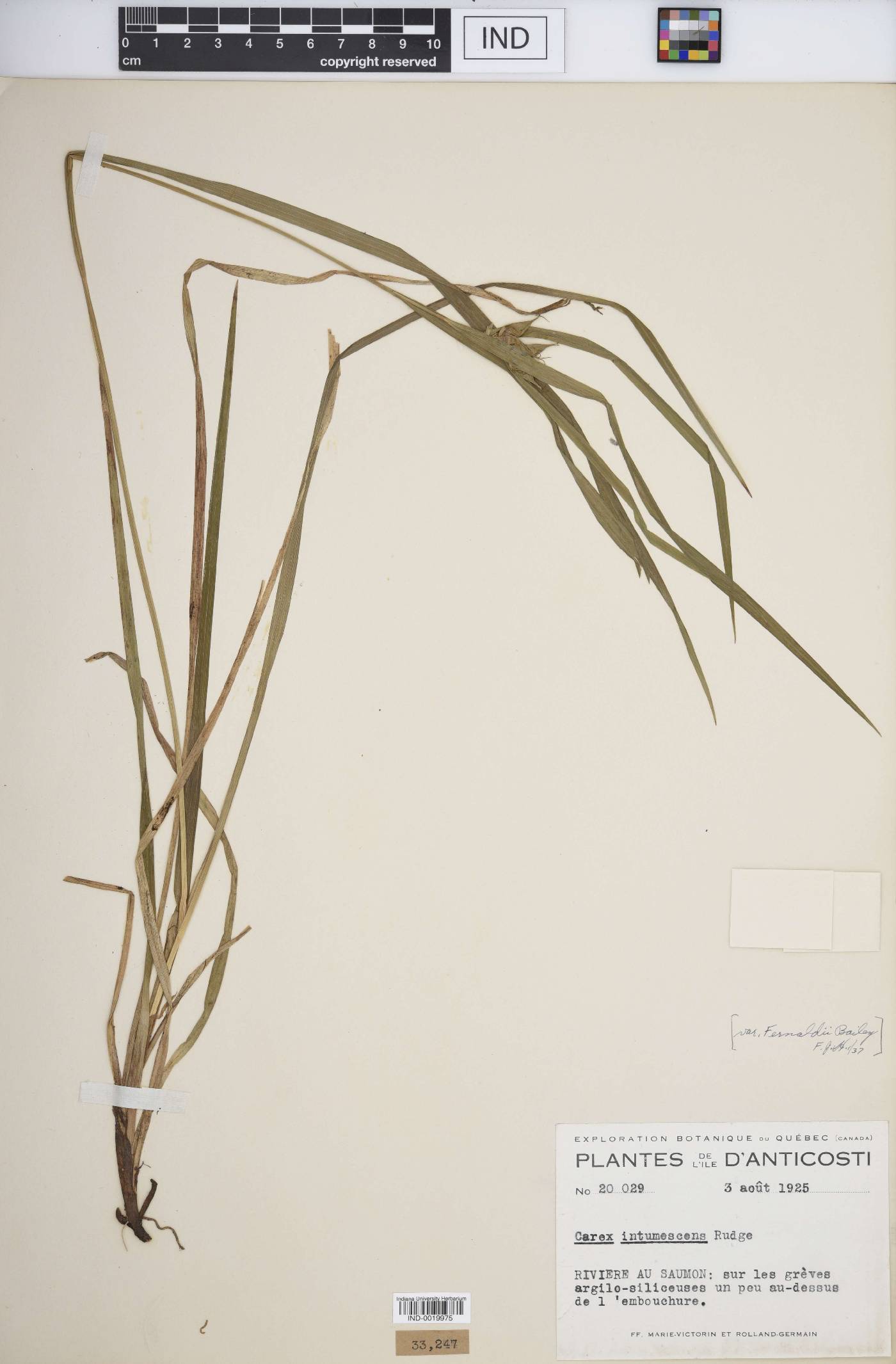 Carex intumescens var. fernaldii image