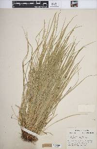 Carex jamesii image