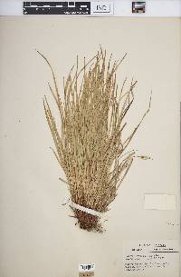 Carex jamesii image