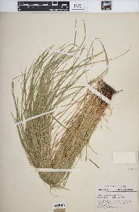 Carex jamesii image