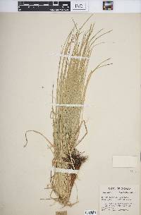 Carex jamesii image