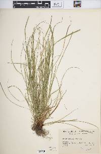 Carex jamesii image