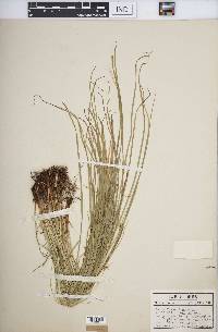 Carex jamesii image